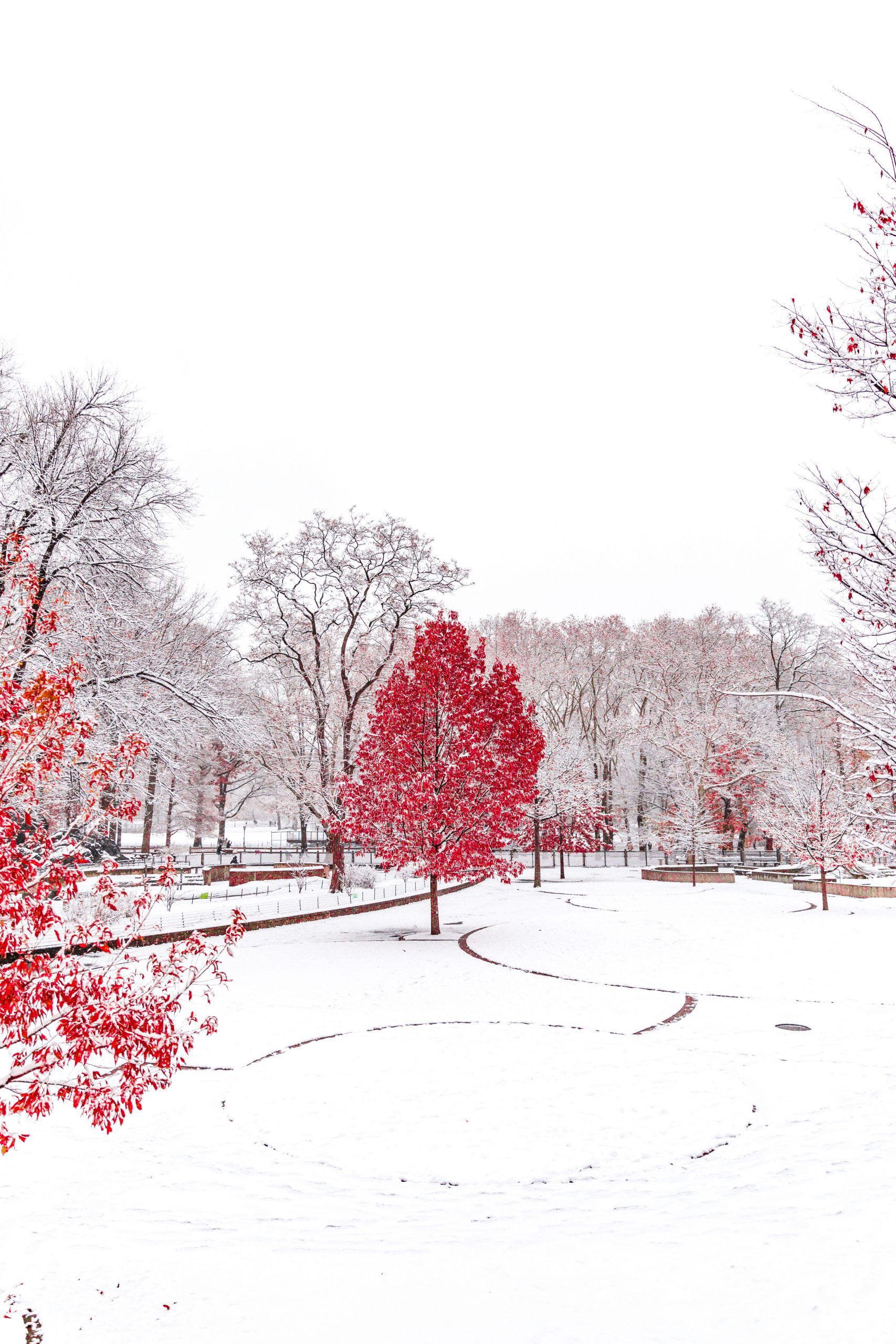 snow covered winterscape with a red tree in the middle